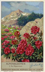 Alpenrose (Rhododendron ferrugineum) (chromolitho) - European School