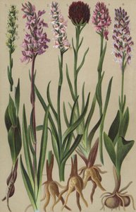 Flore alpine