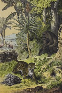 Animaux et plantes de la Guinée équatoriale - European School