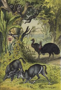Animaux et plantes de l