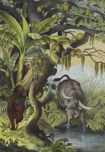 Animaux et plantes des îles d