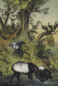 Animaux de Malacca et de Sumatra - European School