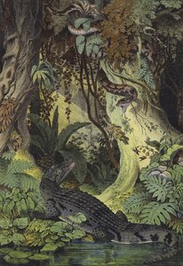 Animaux des jungles amazoniennes du Brésil - European School