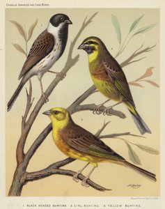 Bruant à tête noire, Bruant zizi, Bruant jaune