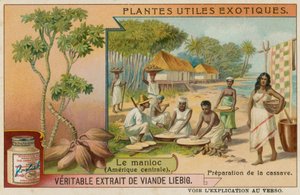 Manioc