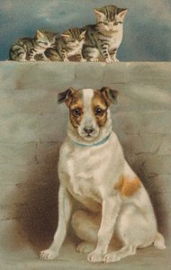 Chats observant un chien