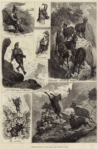 Chasse au chamois dans le Tyrol (gravure)