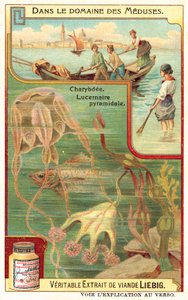 Charybde et Lucernia pyramidale