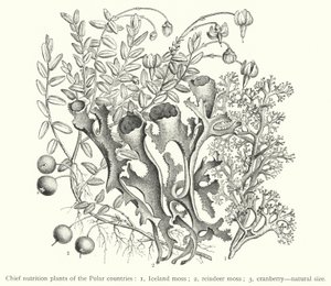 Principales plantes nutritionnelles des pays polaires