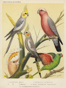 Cockatiel, mâle, femelle, Cacatoès rosé, Perruche écailleuse, Cacatoès de Leadbeater (lithographie en couleur)