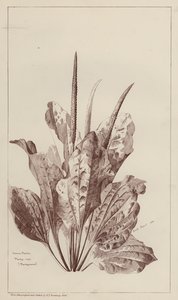 Plantain commun - European School