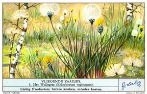 Linaigrette (Eriophorum vaginatum) (chromolitho) - European School