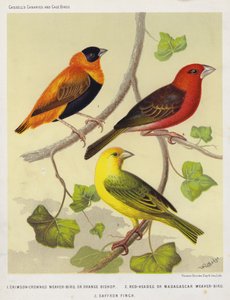 Tisserin à couronne cramoisie ou évêque orange, tisserin à tête rouge ou tisserin de Madagascar, pinson safran