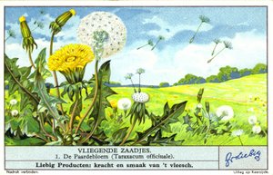 Pissenlit (Taraxacum officinale) (chromolitho)