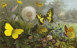 Papillons de jour allemands