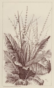 Oseille, Rumex (lithographie)