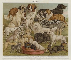 Chiens - European School