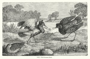 Duel entre Ruffs