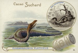 Elasmosaurus et boa constrictor - European School