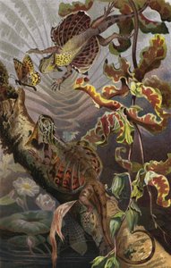 Flugdrache