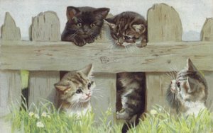 Quatre chatons près d