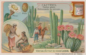 Grand cactus avec fleurs et fruits