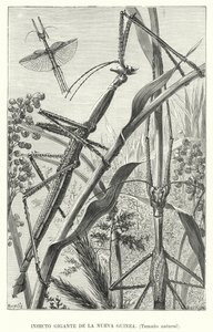 Insecte géant de Nouvelle-Guinée (lithographie) - European School