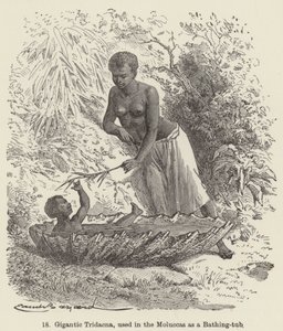 Gigantesque Tridacna, utilisée dans les Moluques comme baignoire (gravure) - European School