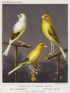 Chardonneret et canari hybrides, buff uniformément marqué, jaune varié, jaune uniformément marqué