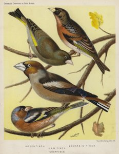 Verdier, Pinson des montagnes, Gros-bec, Pinson des arbres (lithographie en couleur) - European School