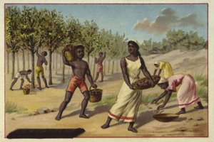Récolte de cacao, Afrique