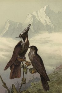Colibri casqué - European School