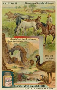 Chevaux au pâturage, Ridells Creek dans les montagnes MacDonnell et un émeu avec ses petits
