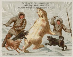 Chasse aux ours polaires avec des chiens