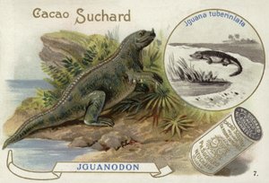 Iguanodon et Iguana Tuberinlata - European School