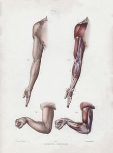 Illustration pour L