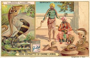 Cobra indien et vipère des fosses