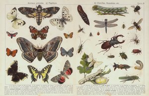 Insectes et autres invertébrés - European School