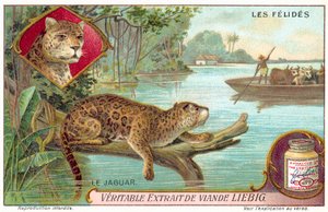 Jaguar (chromolithographie)