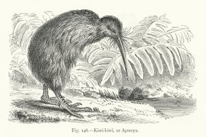 Kiwi-kiwi, ou Apteryx - European School