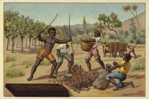 Chargement des cabosses de cacao dans des sacs, Afrique