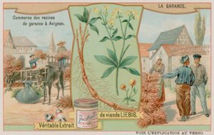 La garance et la vente de la racine - European School