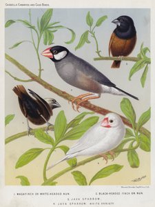 Moineau de Java, Variété blanche - European School