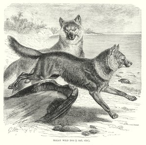 Chien sauvage malais (gravure) - European School