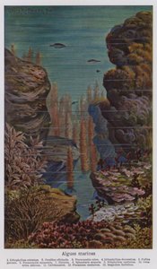 Algues marines (litho couleur) - European School