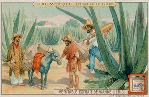 Mexicain extrayant du pulque d