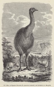 Moa, ou Dinornis géant (D giganteus) restauré; et Apteryx, A Mantelli - European School