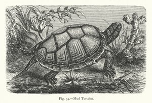 Tortue de boue
