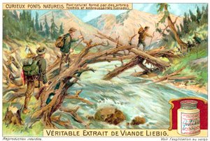 Pont naturel formé par des arbres tombés et envahis au Canada - European School