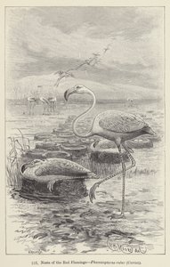 Nids du flamant rose, Phoenicopterus ruber, Cuvier